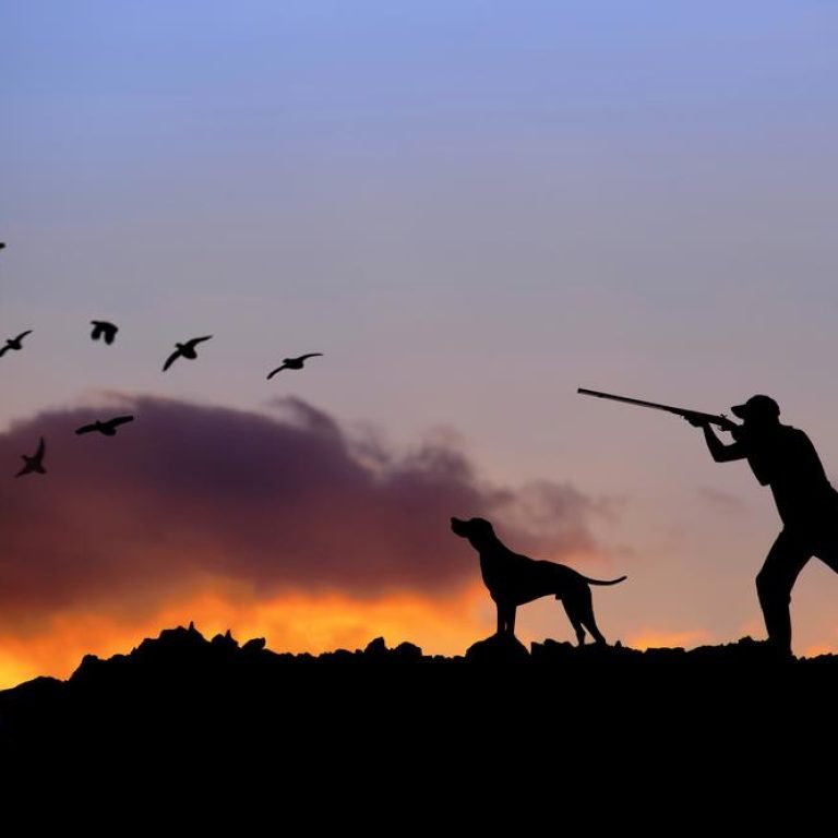 15-Tips-and-Tactics-for-a-Better-Hunting-Bird-Dog-2