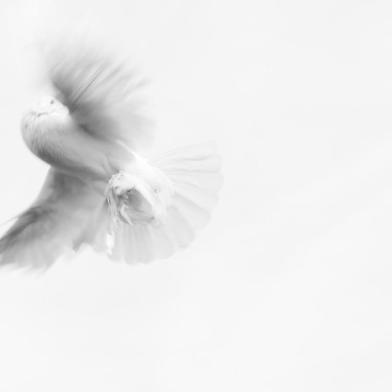 dove-893526_1280