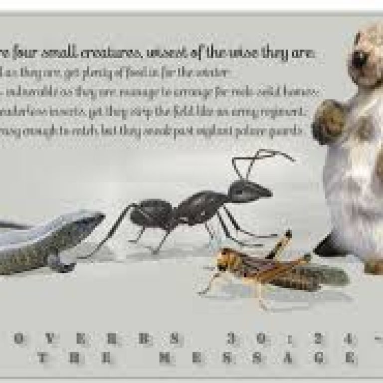 little_creatures