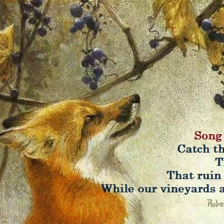 littlefoxesspoilthevine