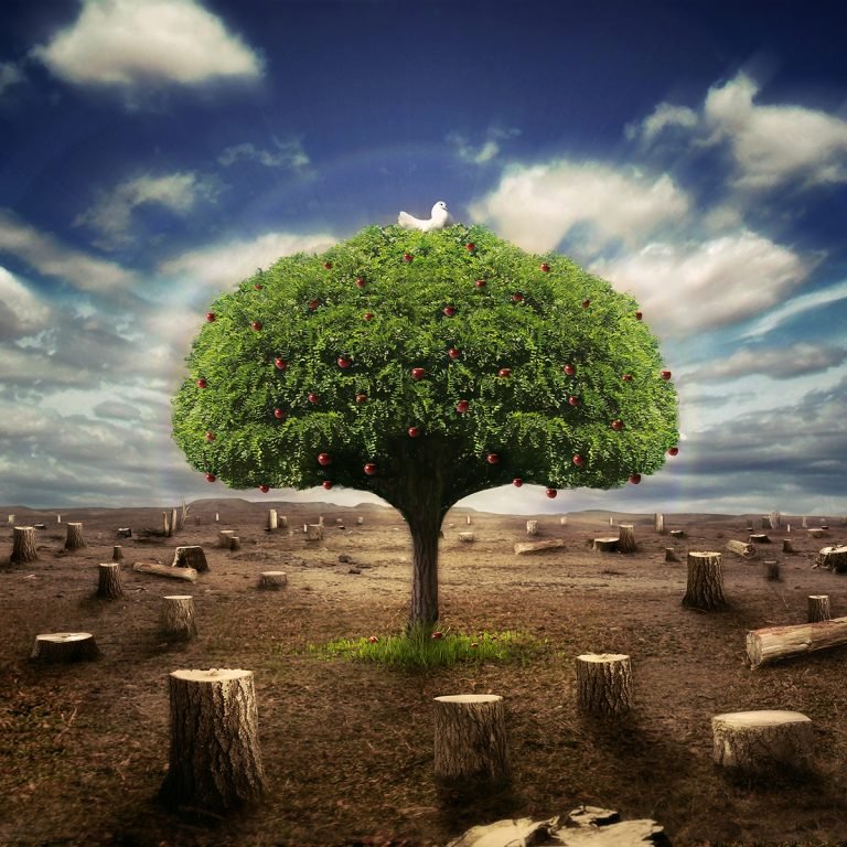 ws_Isolated_fruit_tree_1600x1200